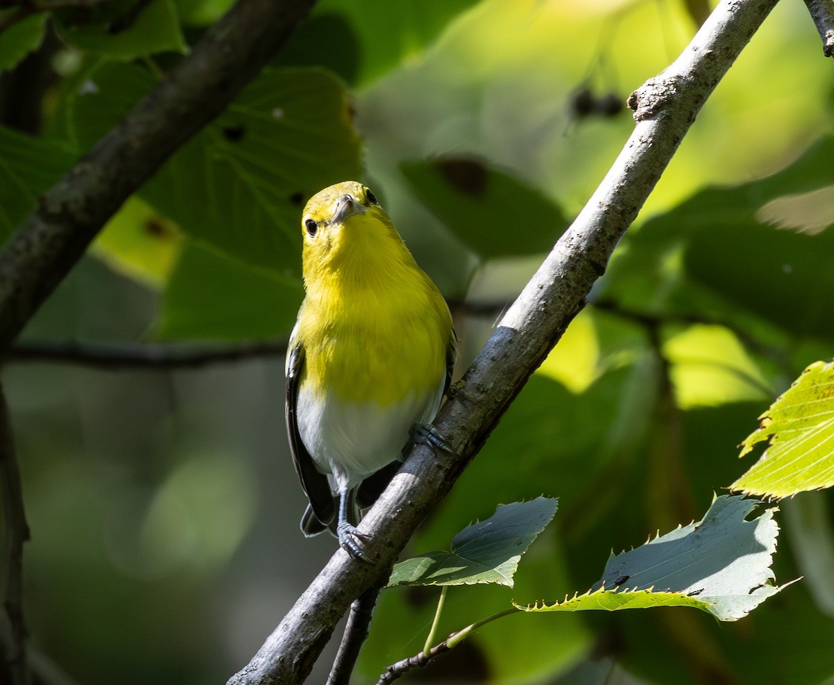 Sarı Gerdanlı Vireo - ML642076659