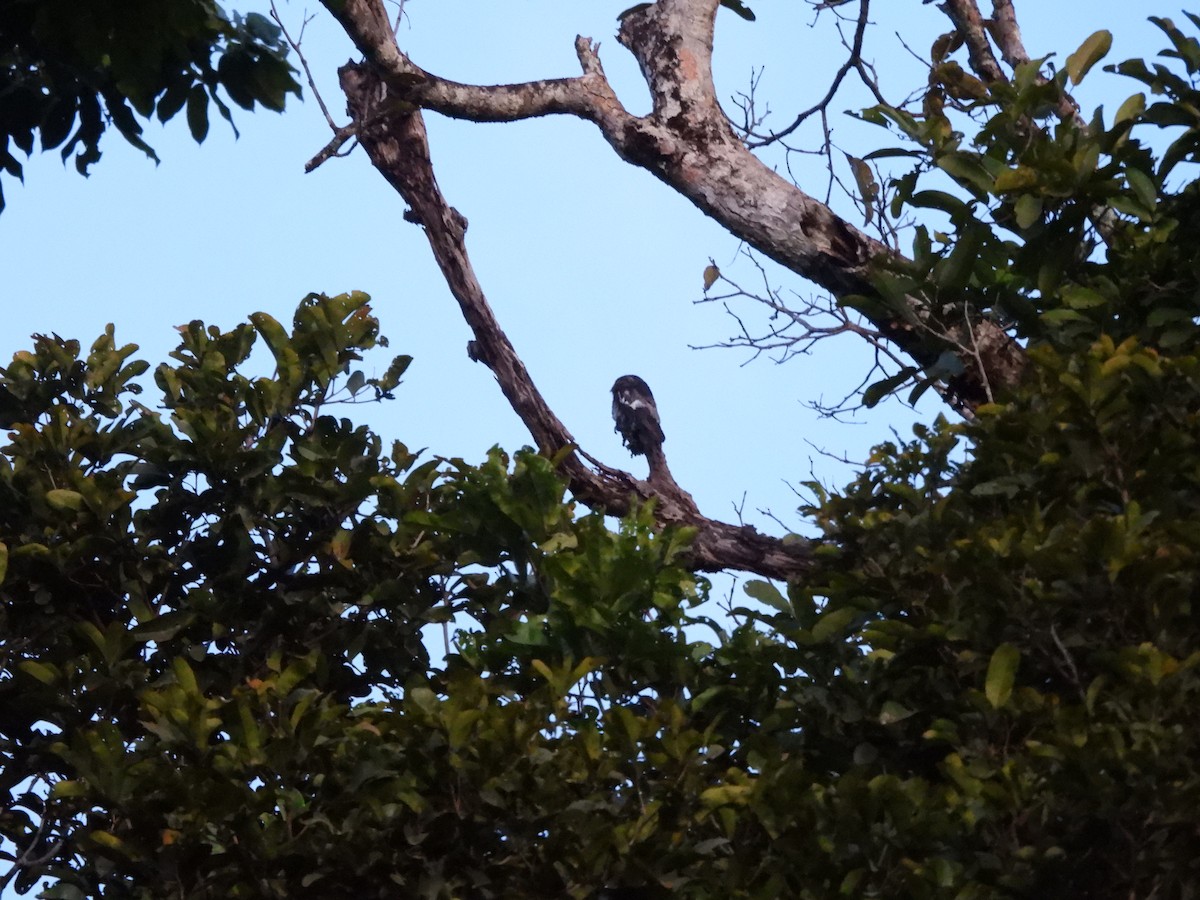 White-winged Potoo - ML642076660