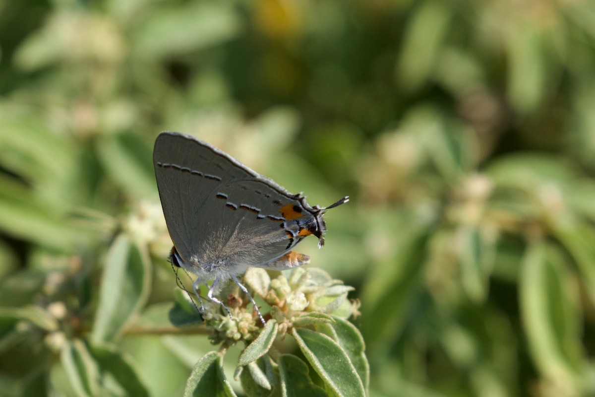 Gray Hairstreak - ML642076661