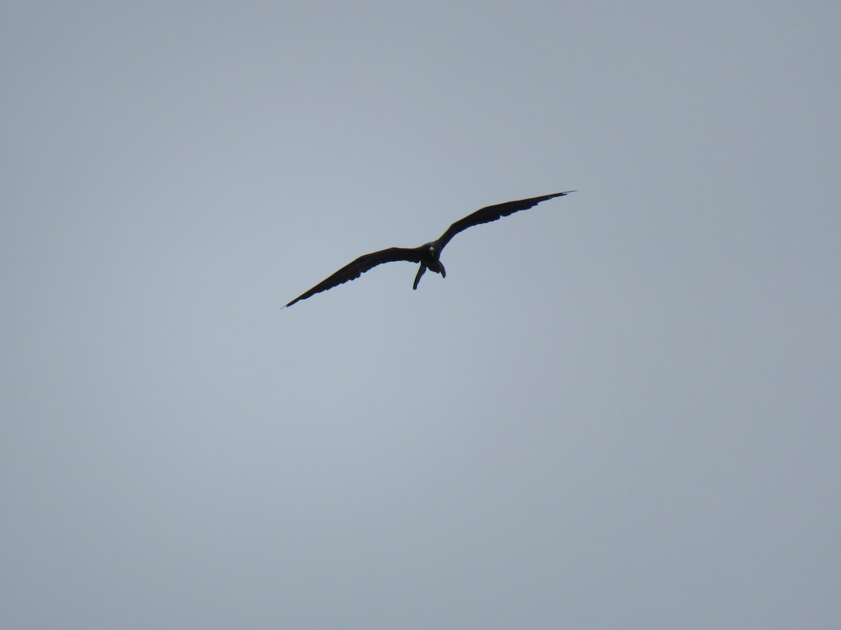 Magnificent Frigatebird - ML642076664