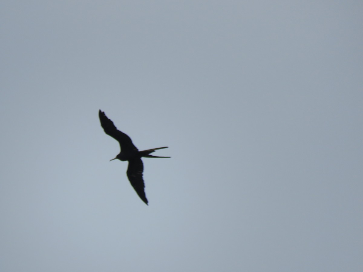 Magnificent Frigatebird - ML642076665
