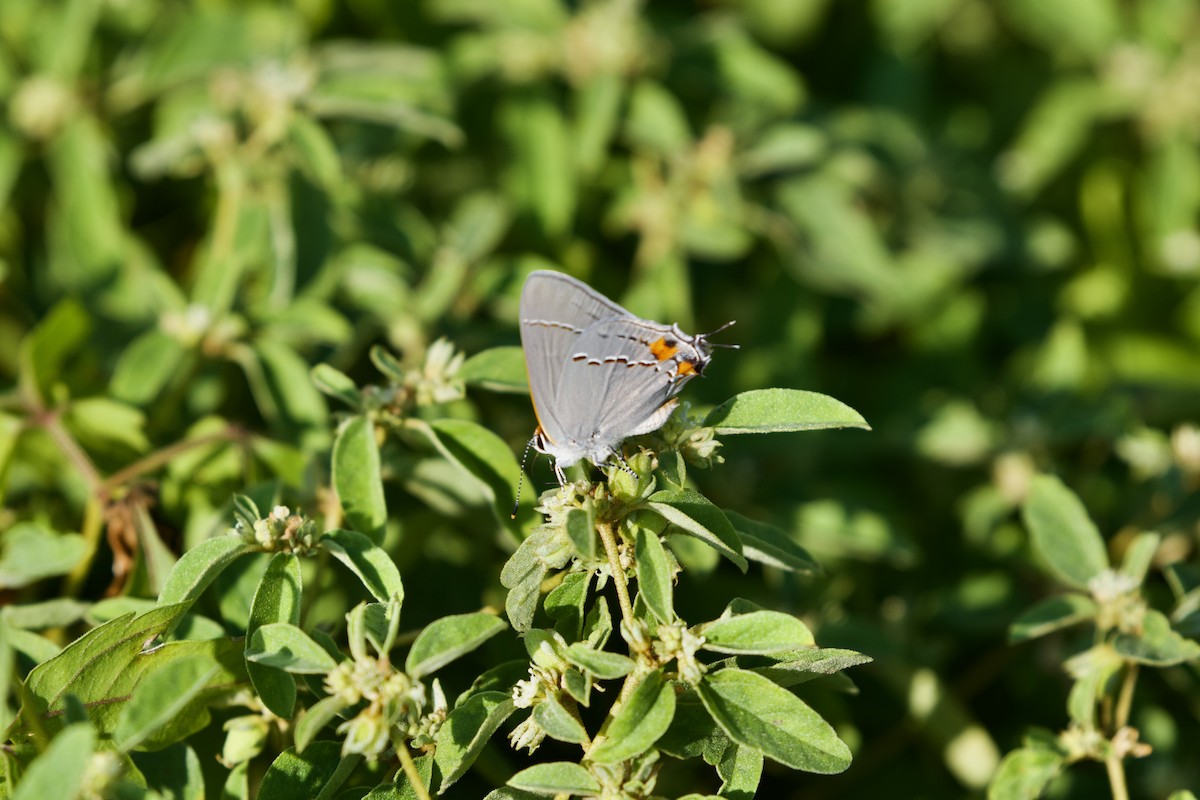 Gray Hairstreak - ML642076679