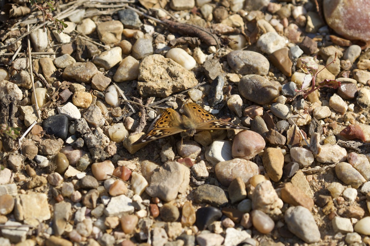 Hackberry Emperor - ML642076680