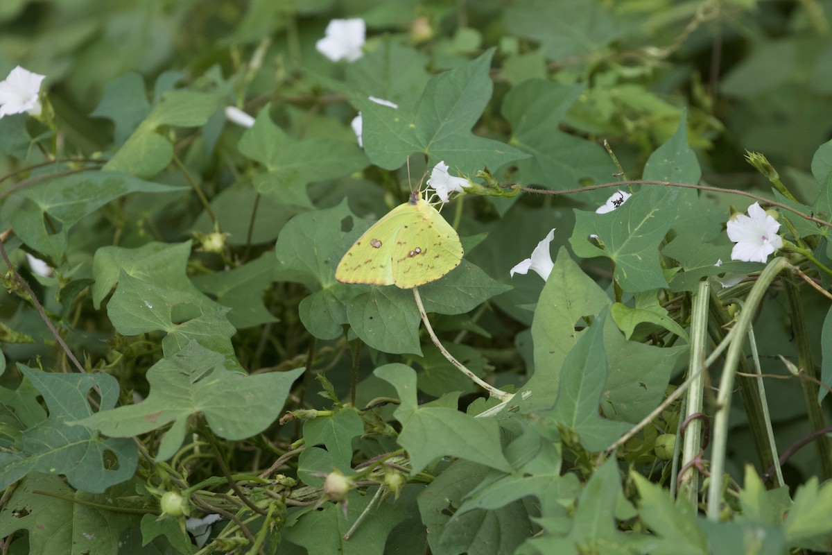 Cloudless Sulphur - ML642076697