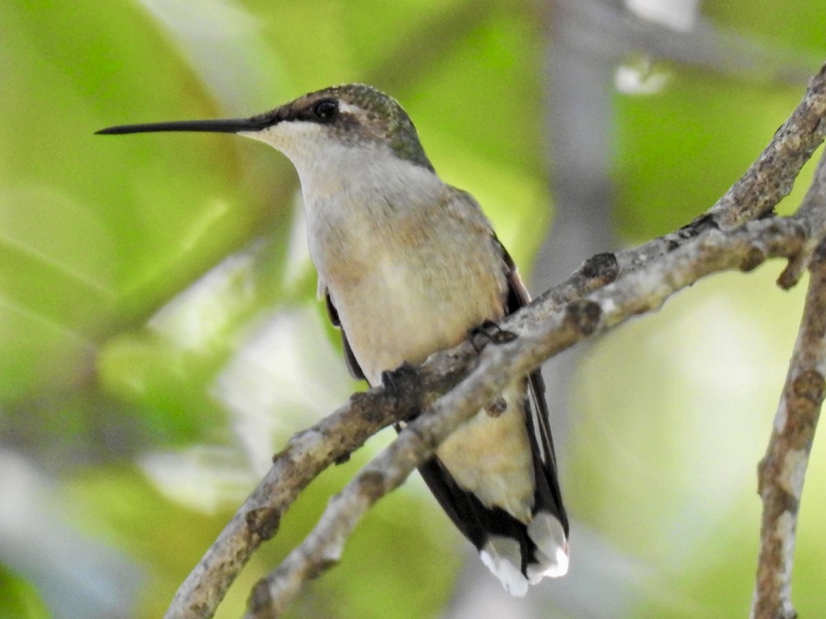 Ruby-throated Hummingbird - ML642076698