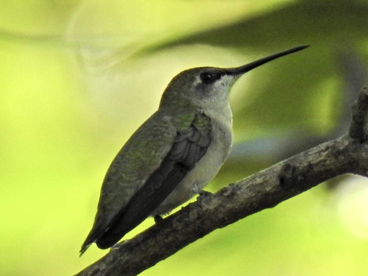 Ruby-throated Hummingbird - ML642076699