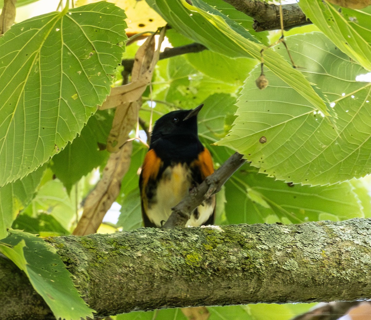 American Redstart - ML642076703