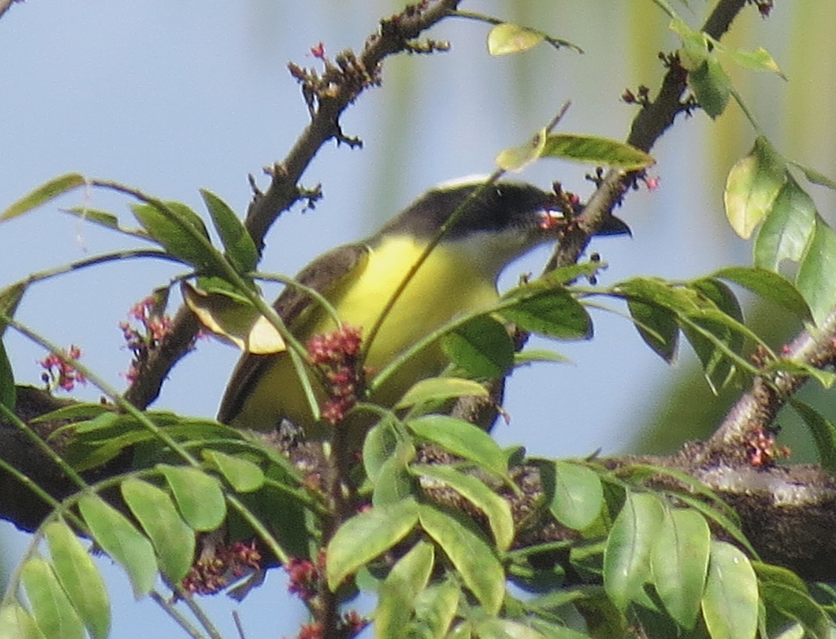 Boat-billed Flycatcher - ML642076704