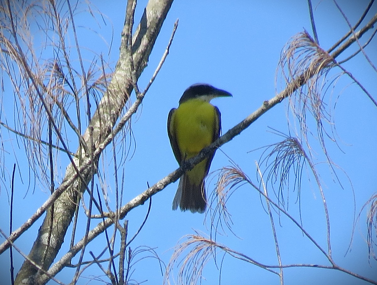 Boat-billed Flycatcher - ML642076705
