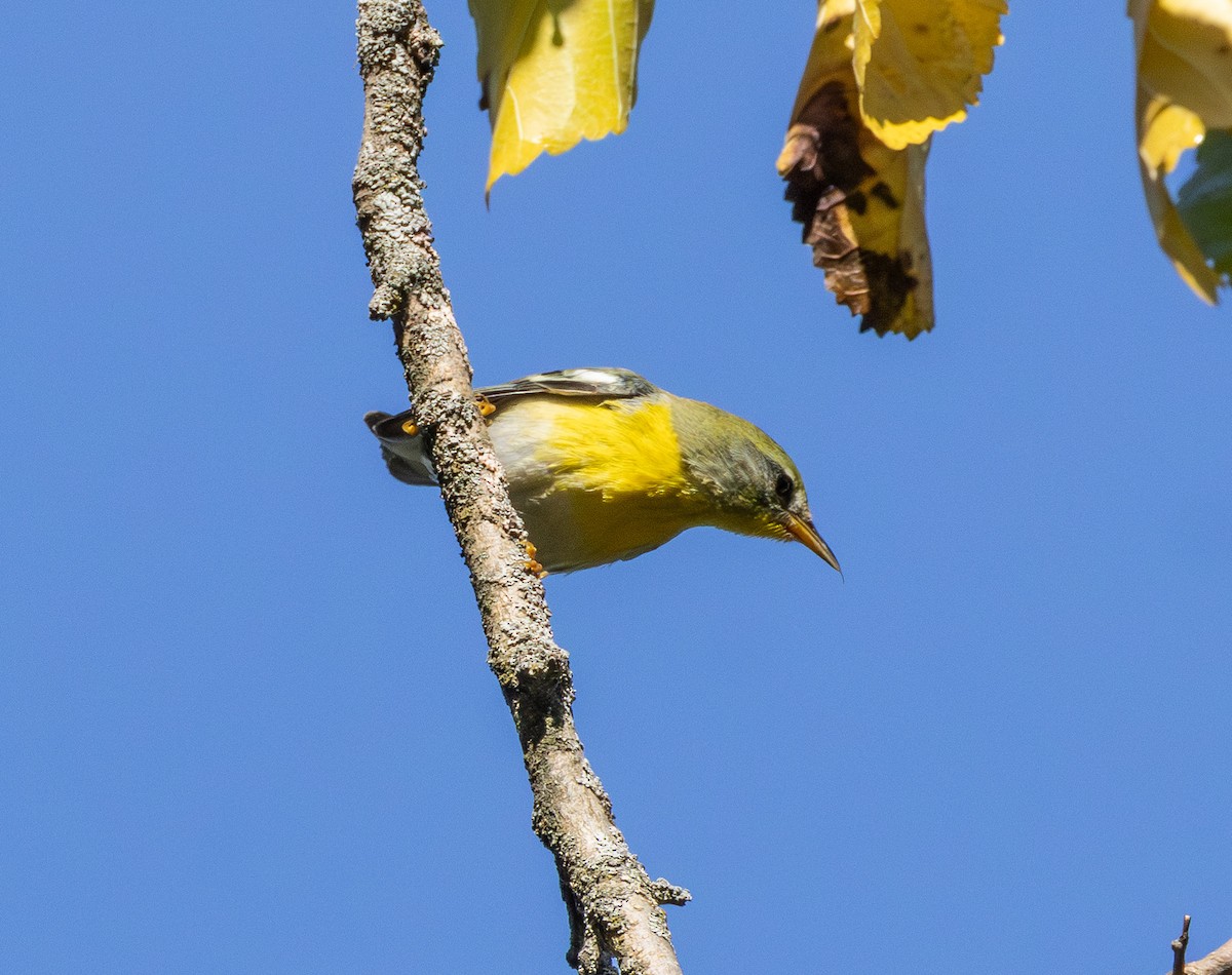 Northern Parula - ML642076718