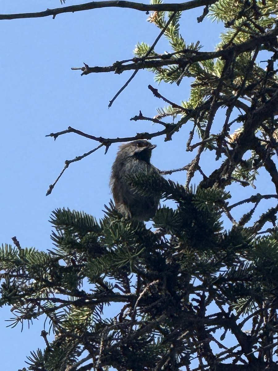 Boreal Chickadee - ML642076722