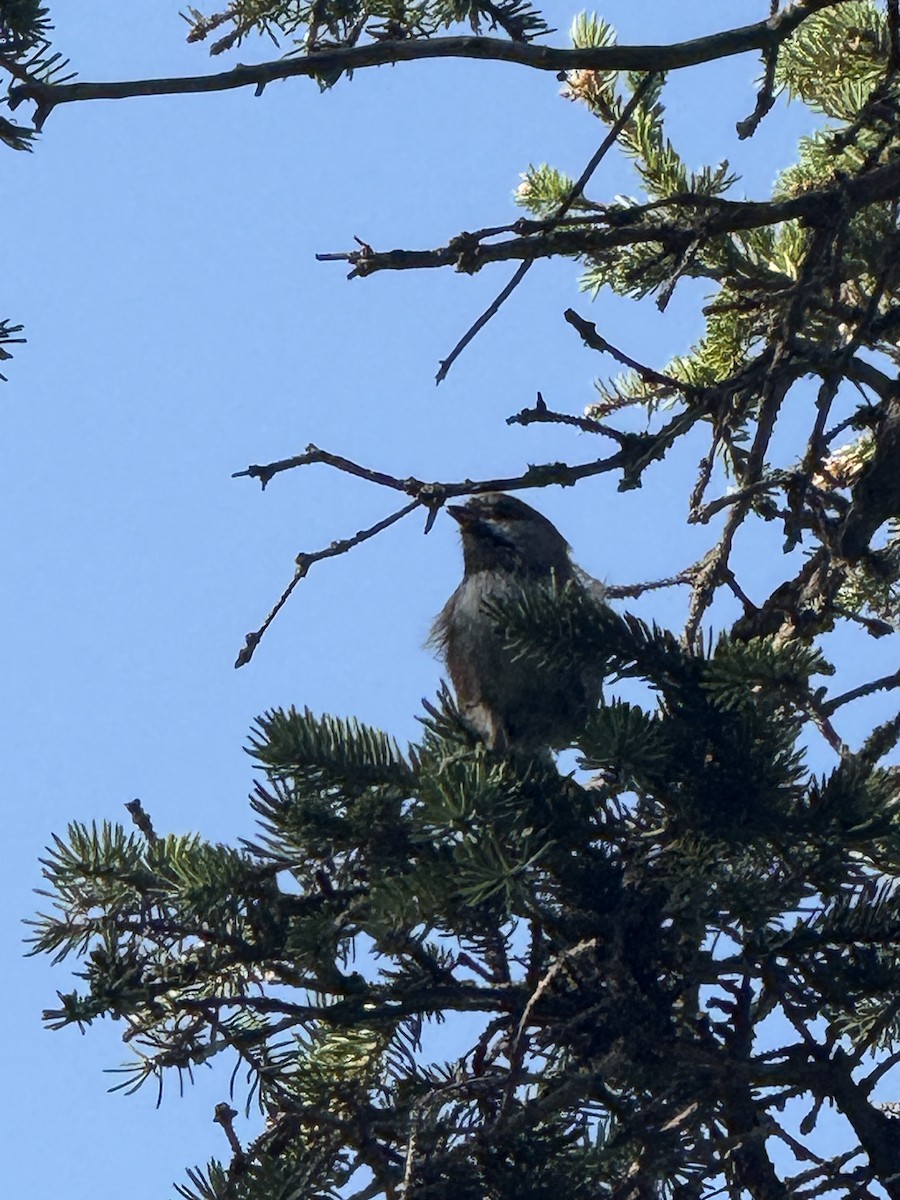 Boreal Chickadee - ML642076723