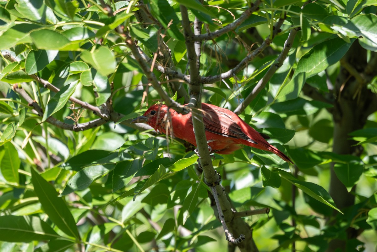 sommerpiranga - ML642076729