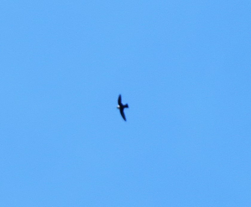 Lesser Swallow-tailed Swift - ML642076732