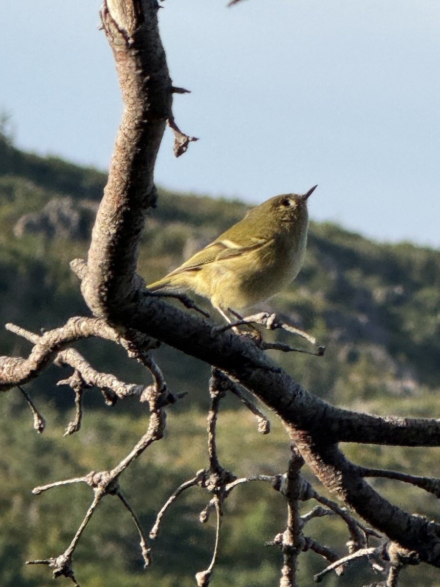 Ruby-crowned Kinglet - ML642076736