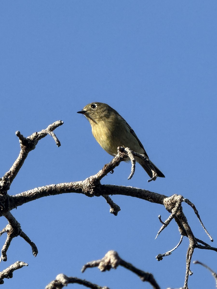 Ruby-crowned Kinglet - ML642076737