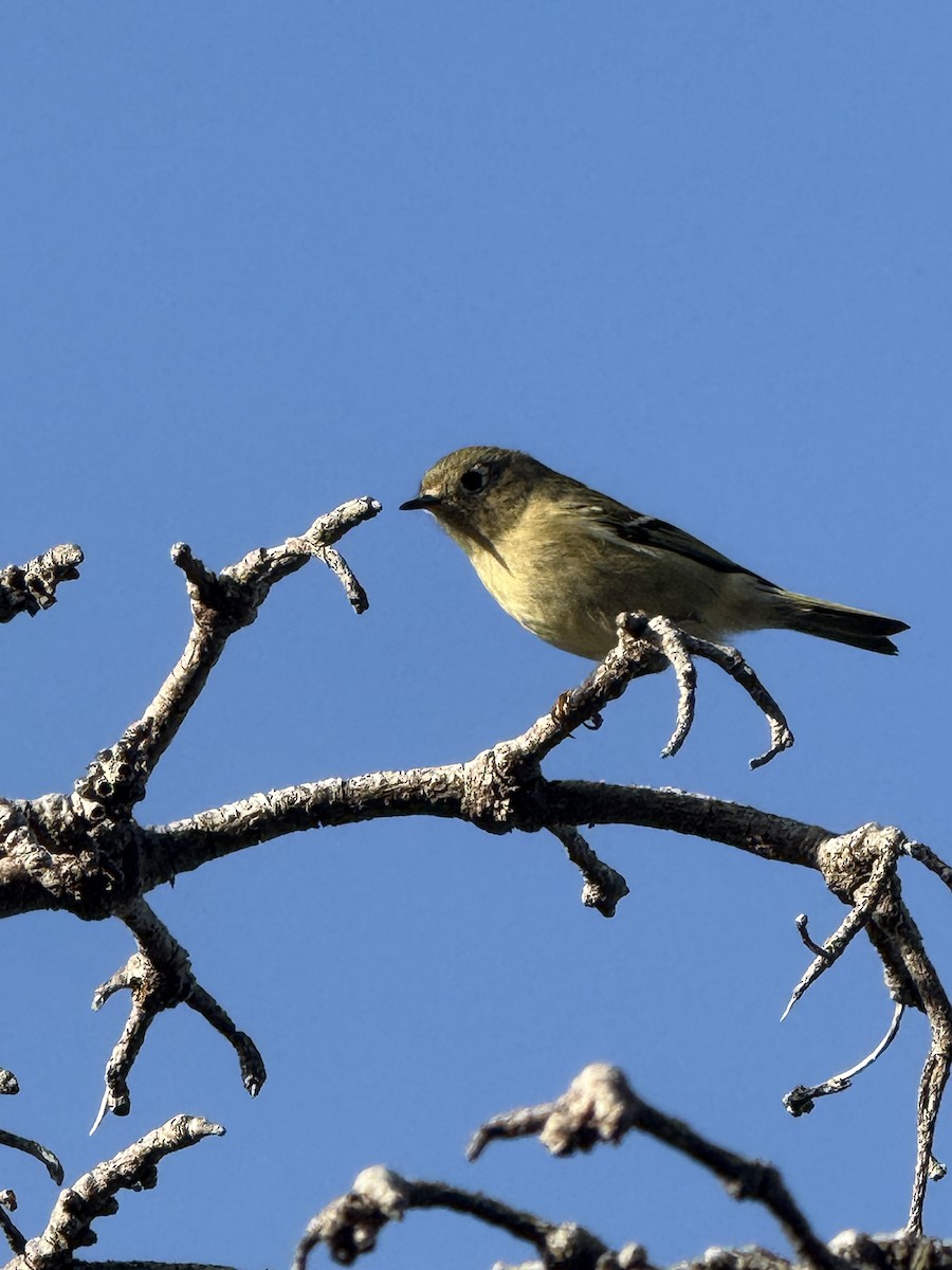 Ruby-crowned Kinglet - ML642076738