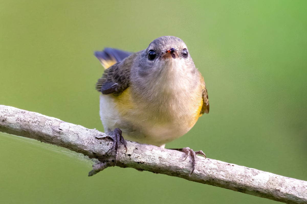 American Redstart - ML642076739