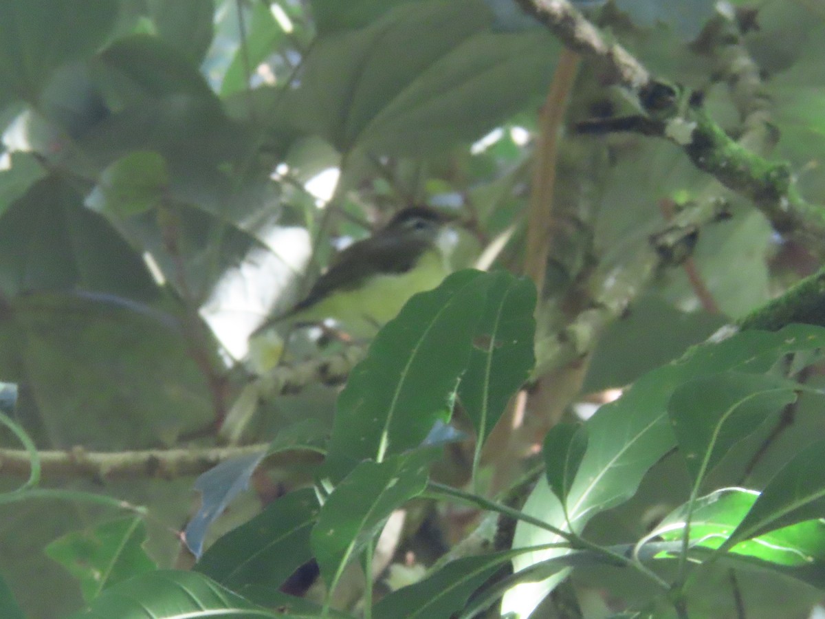 Brown-capped Vireo - ML642076774