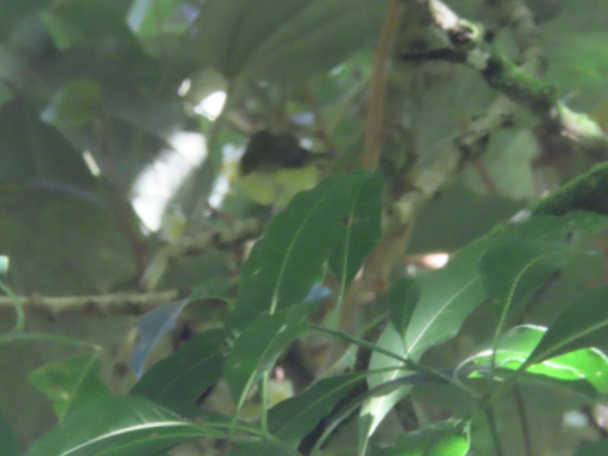 Brown-capped Vireo - ML642076775