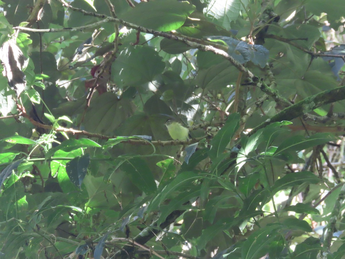 Brown-capped Vireo - ML642076776