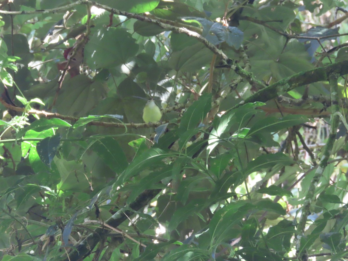 Brown-capped Vireo - ML642076777