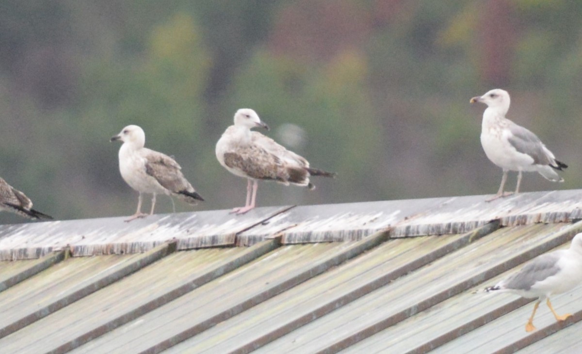 Gabbiano reale pontico - ML642076781