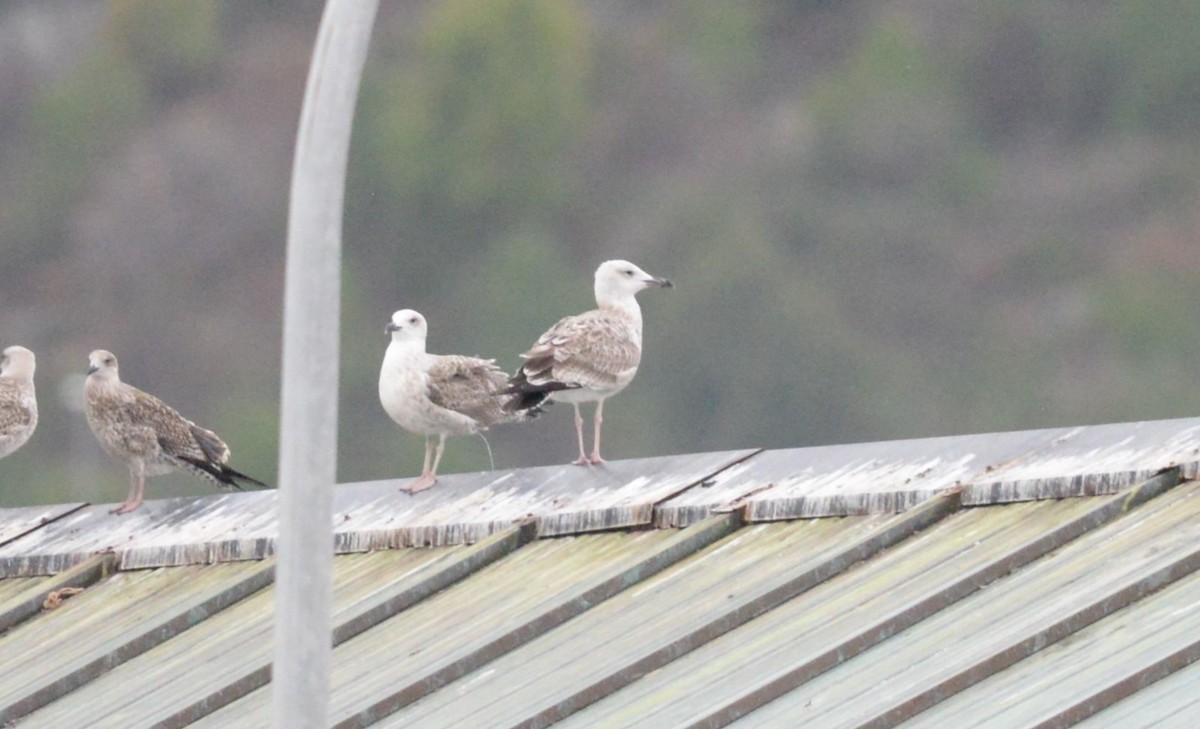 Gabbiano reale pontico - ML642076782