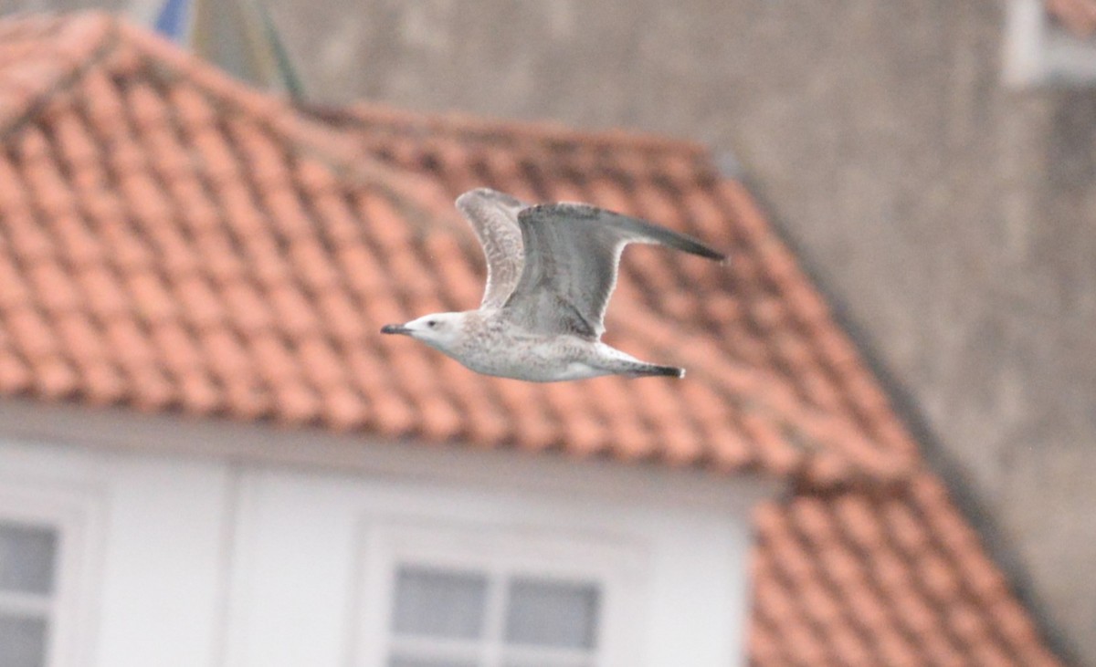 Gabbiano reale pontico - ML642076783