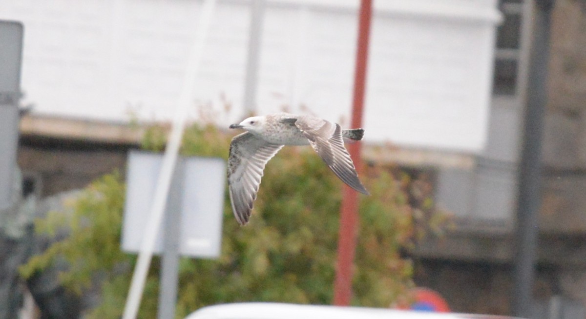 Gabbiano reale pontico - ML642076784