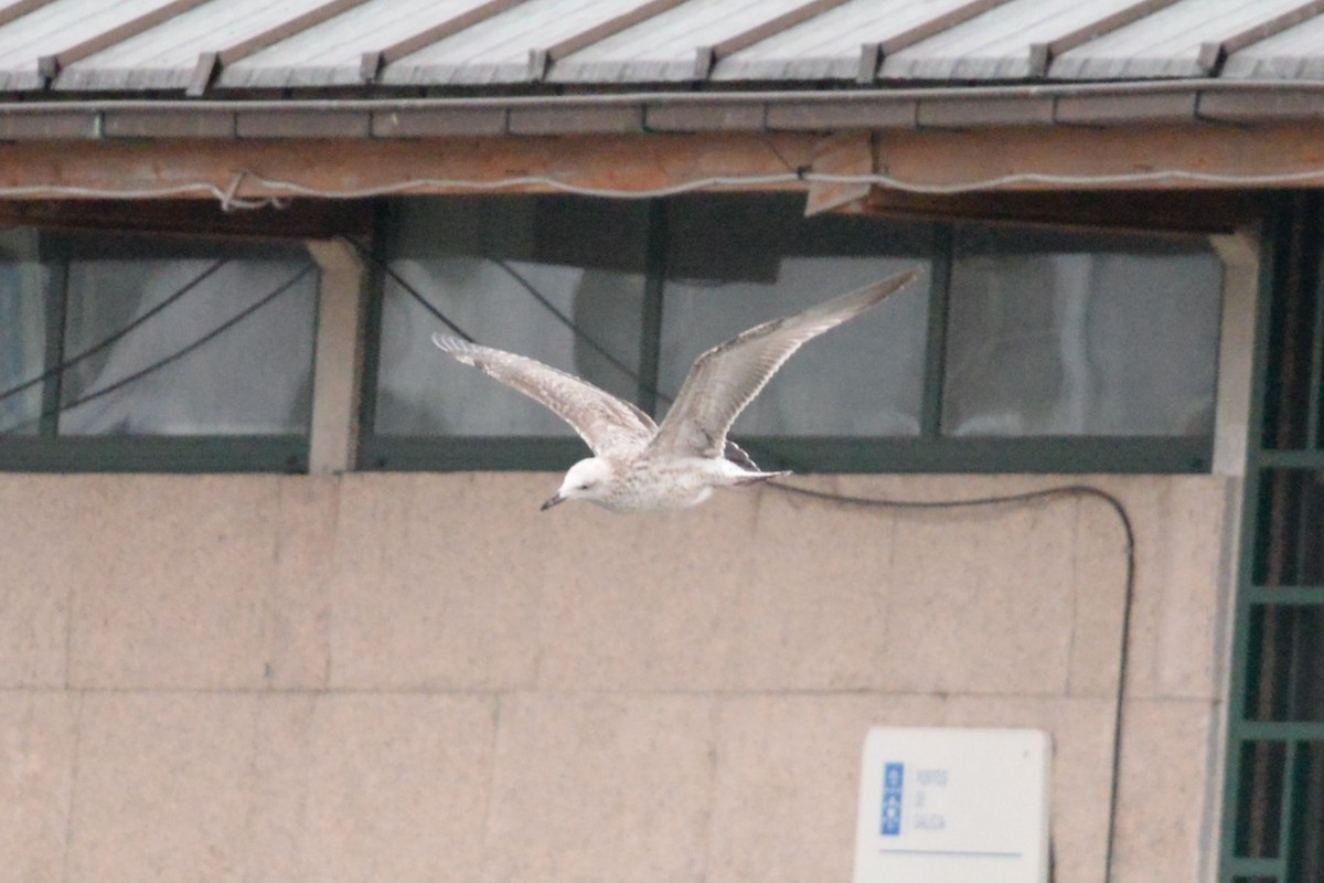 Gabbiano reale pontico - ML642076785