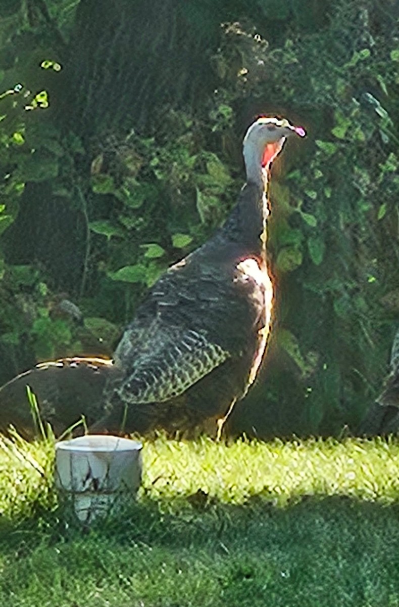 Guajolote Gallipavo - ML642076797