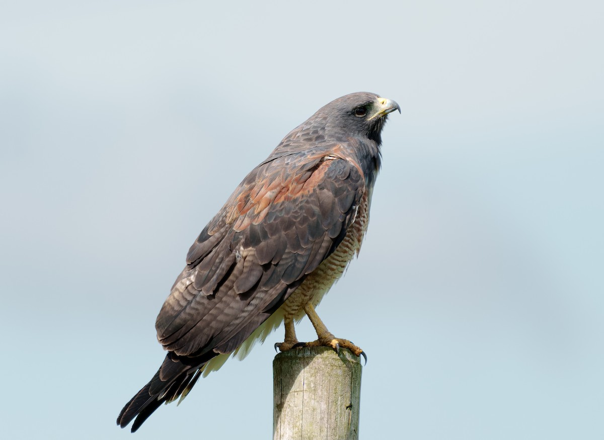 White-tailed Hawk - ML642076798