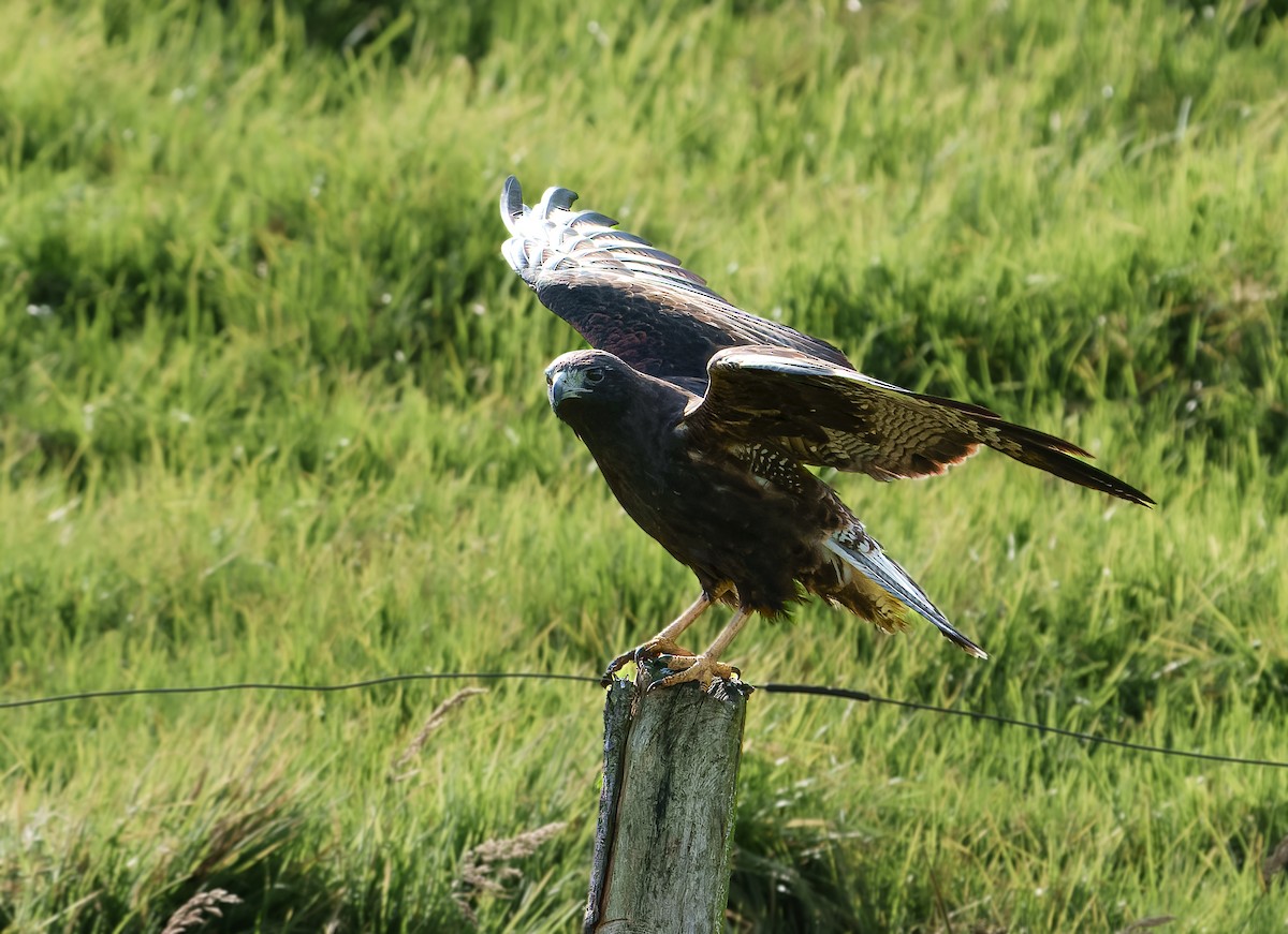 White-tailed Hawk - ML642076799