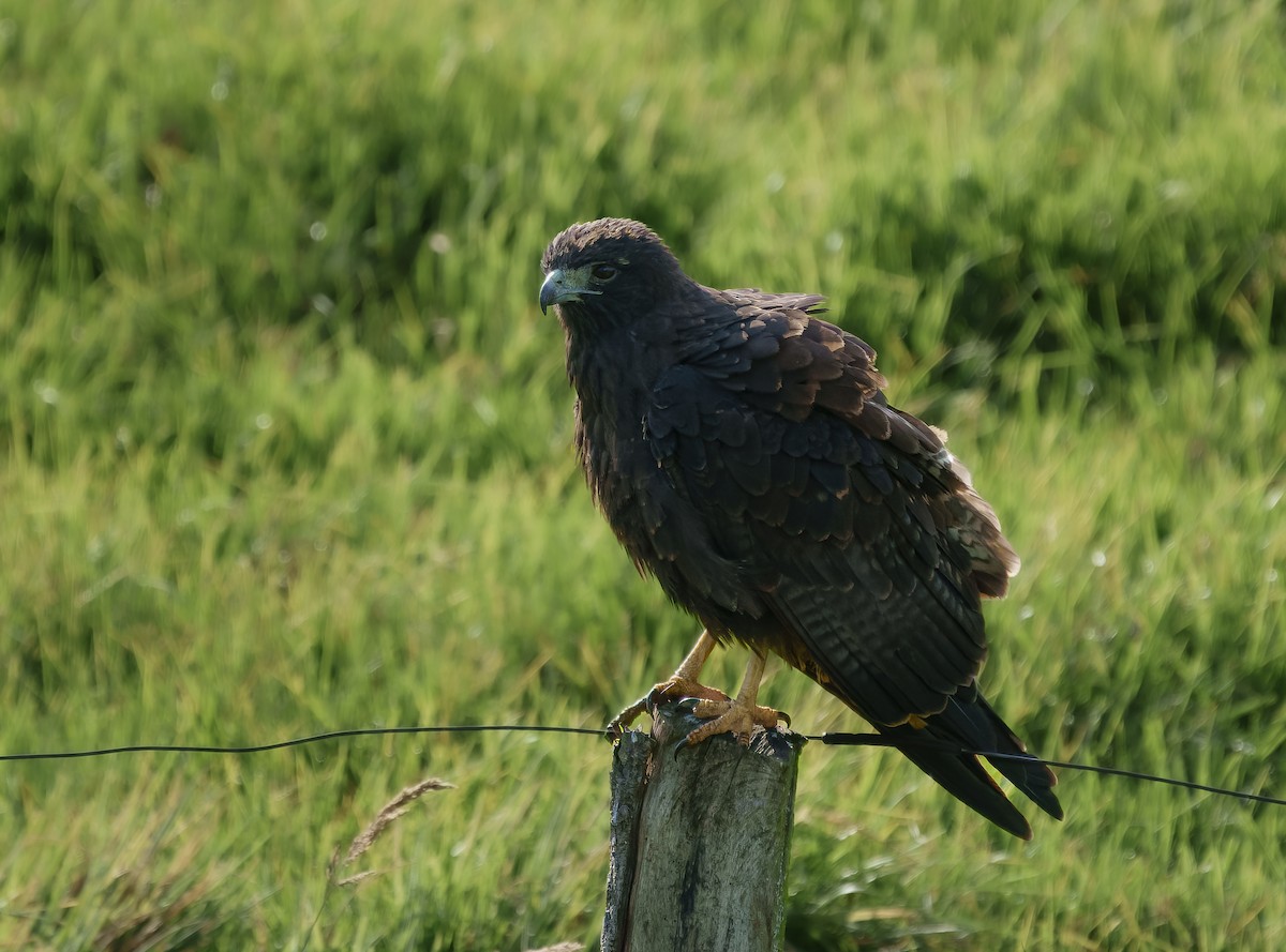 White-tailed Hawk - ML642076800