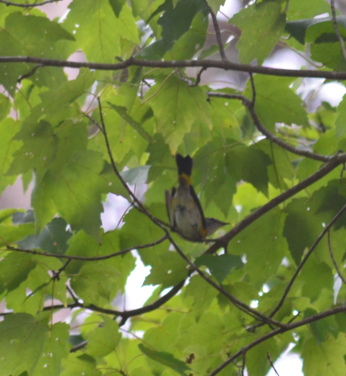 American Redstart - ML642076817