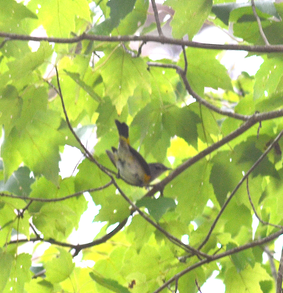 American Redstart - ML642076818