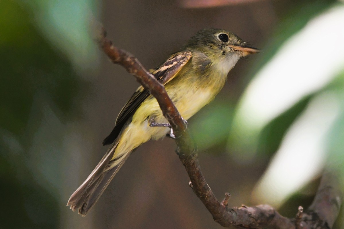 Acadian Flycatcher - ML642076831