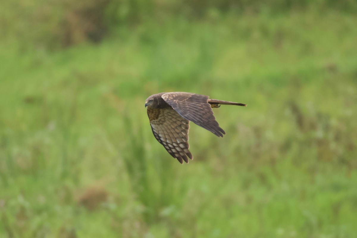 African Marsh Harrier - ML642076840
