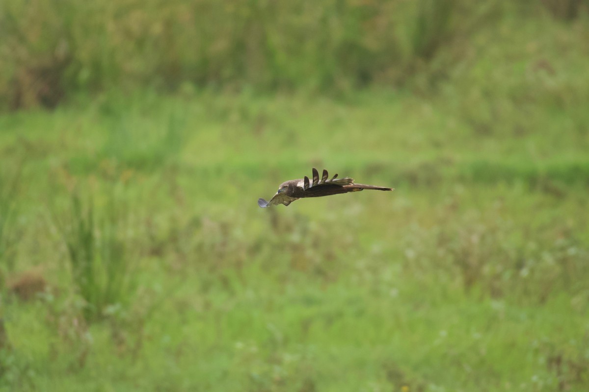 African Marsh Harrier - ML642076841