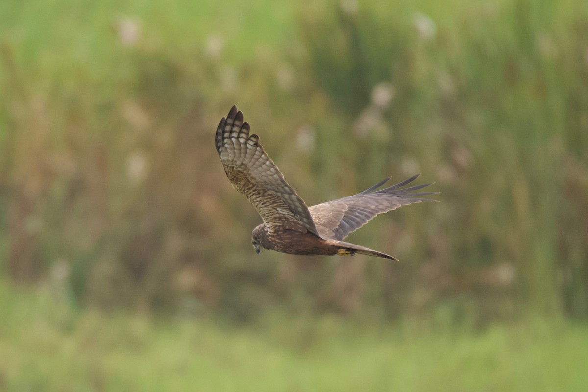 African Marsh Harrier - ML642076843