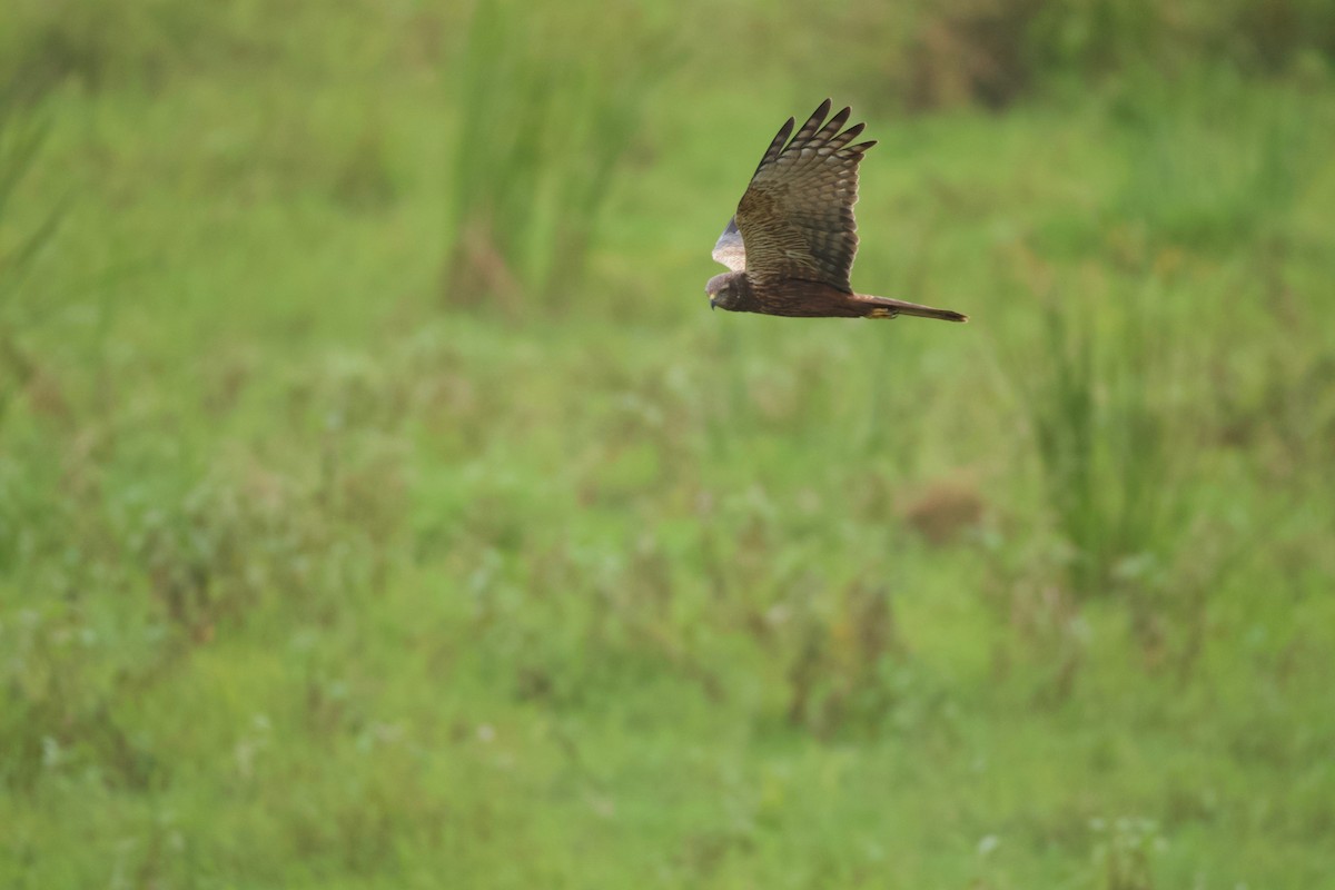 African Marsh Harrier - ML642076844