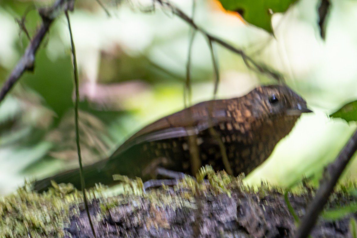 Spotted Barbtail - ML642076848