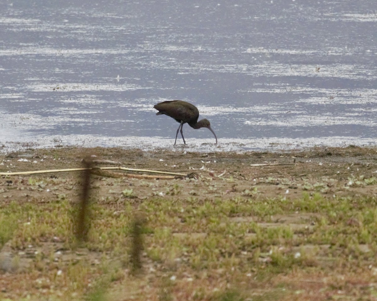White-faced Ibis - ML642076858