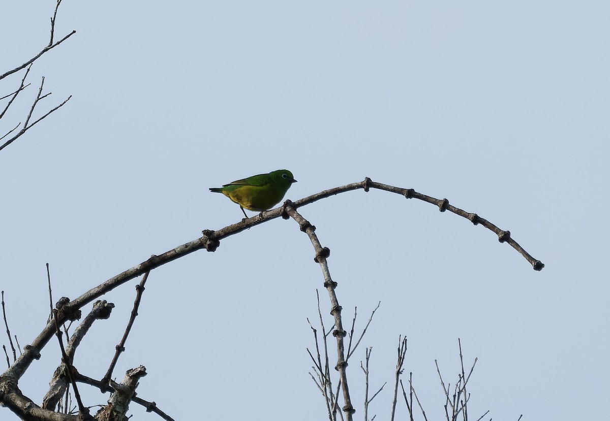Blue-naped Chlorophonia - ML642076861
