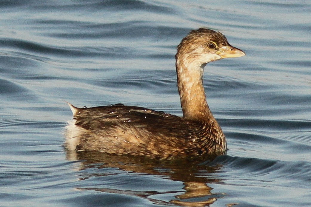 Pied-billed Grebe - ML642076865