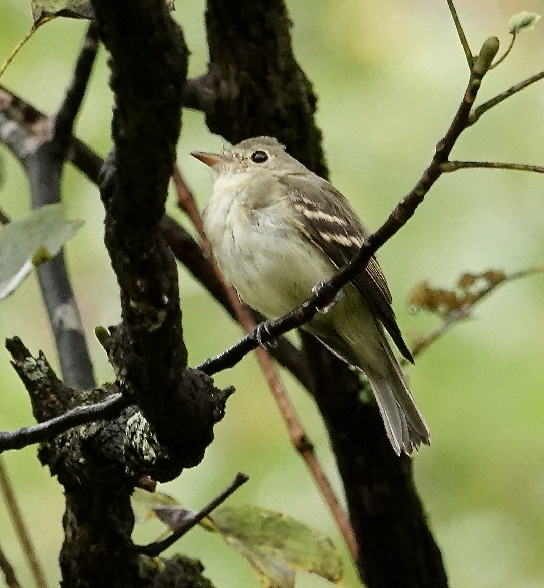 Acadian Flycatcher - ML642076875