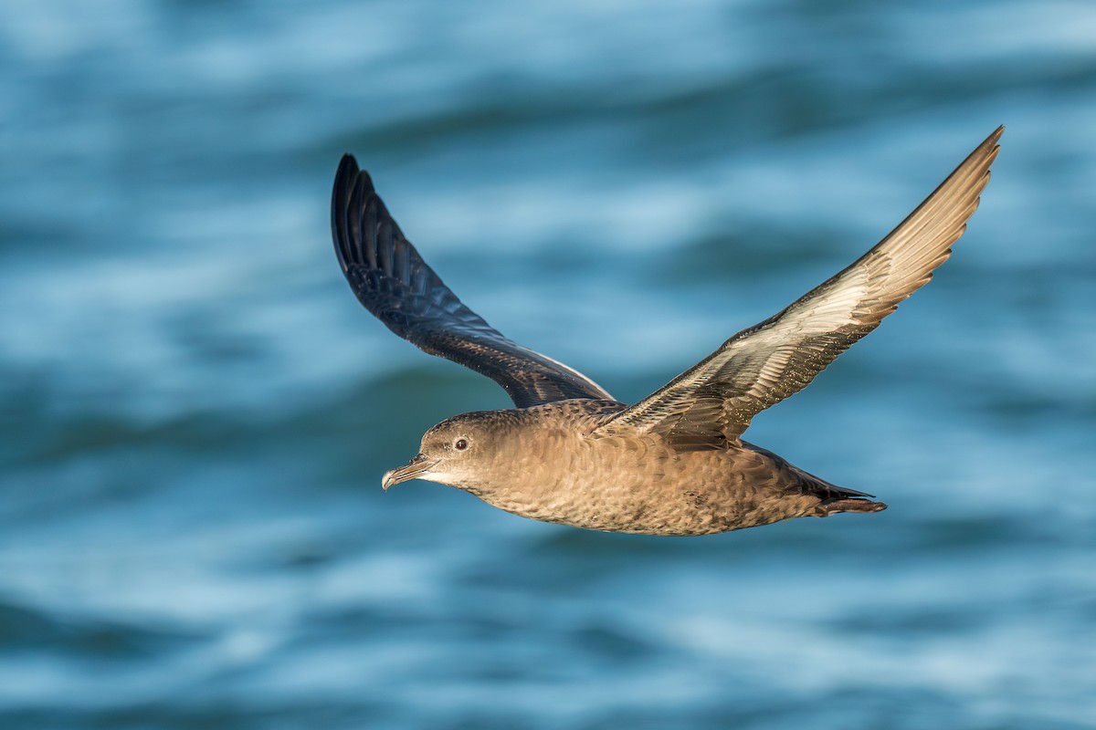 buřňák temný - ML642076879