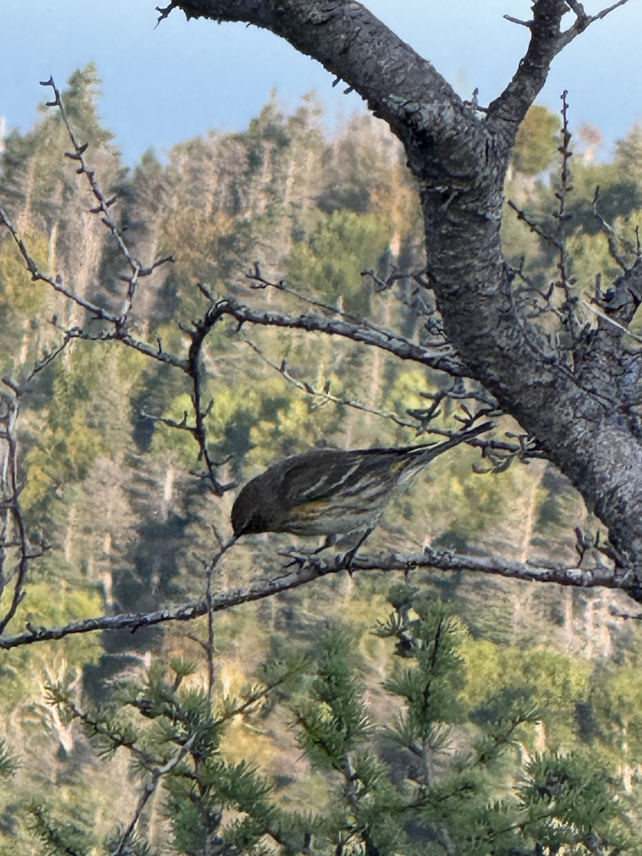 Yellow-rumped Warbler - ML642076880