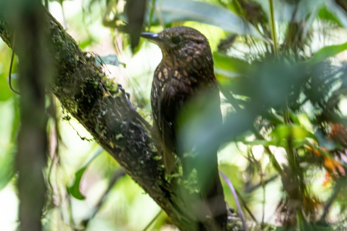 Spotted Barbtail - ML642076889